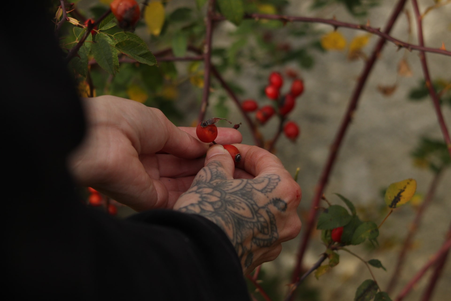 Hagebutte – die Vitamin C Bombe